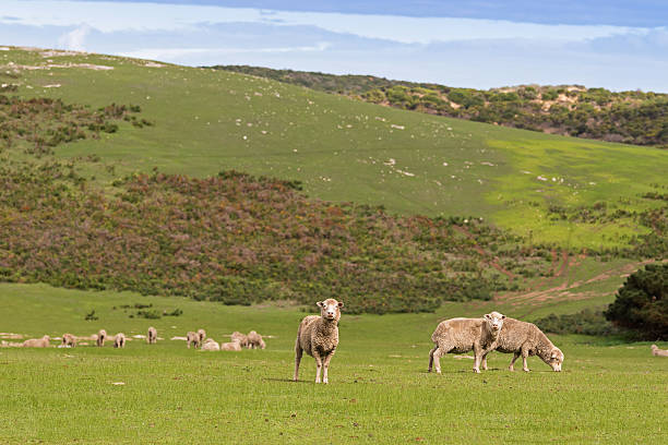 istock Sheep grazing on open green meadows during Autumn in Australia 546786242