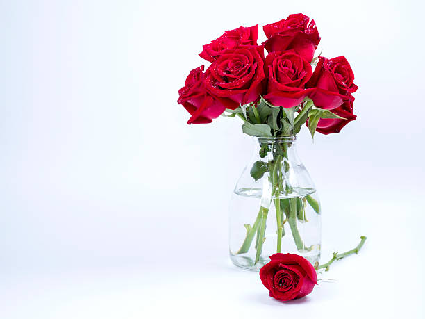 buquê de rosas vermelhas flor em garrafa de vidro em fundo isolado - roses in a vase - fotografias e filmes do acervo