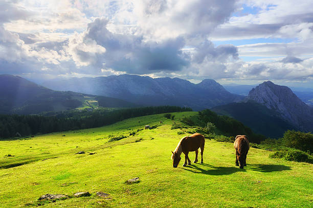 istock Horses in Urkiola mountains 546786434