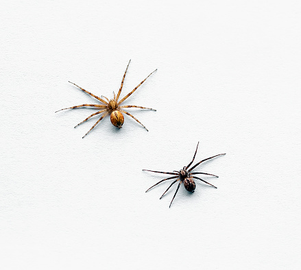 Two small spiders on a white surface.