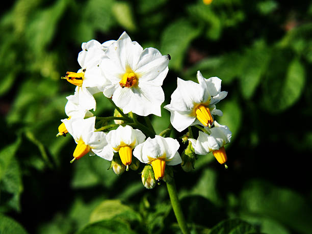 istock Potato plant in full bloom 546786784