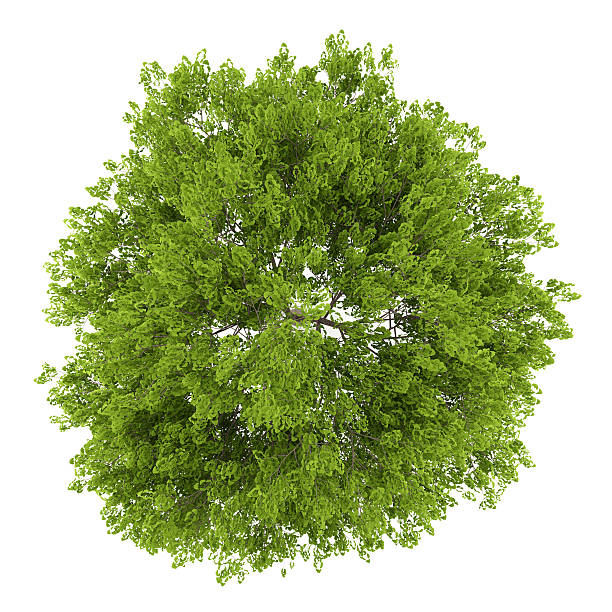istock top view of maidenhair tree isolated on white background 546787258