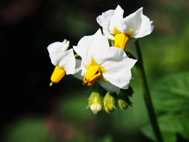 istock Potato plant in full bloom 546787602