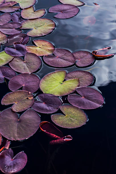istock Purple water lily 546787660