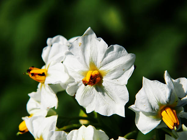 istock Potato plant in full bloom 546787668