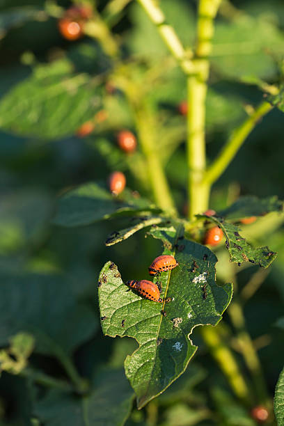 kartoffelbug raupen - crop farm nature man made stock-fotos und bilder