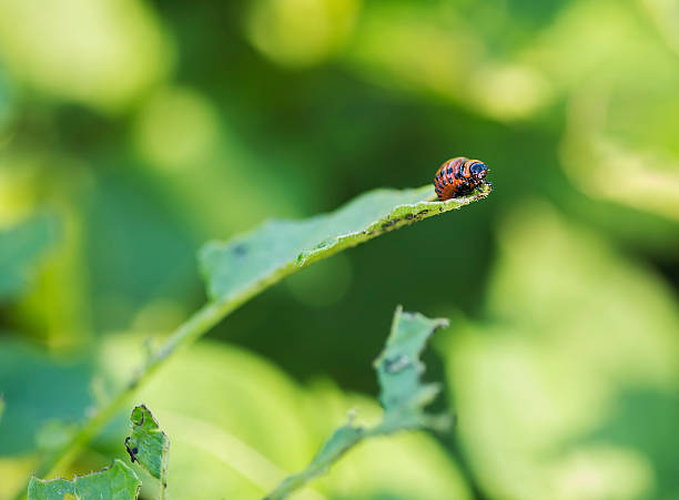 kartoffelbug caterpillar - crop farm nature man made stock-fotos und bilder