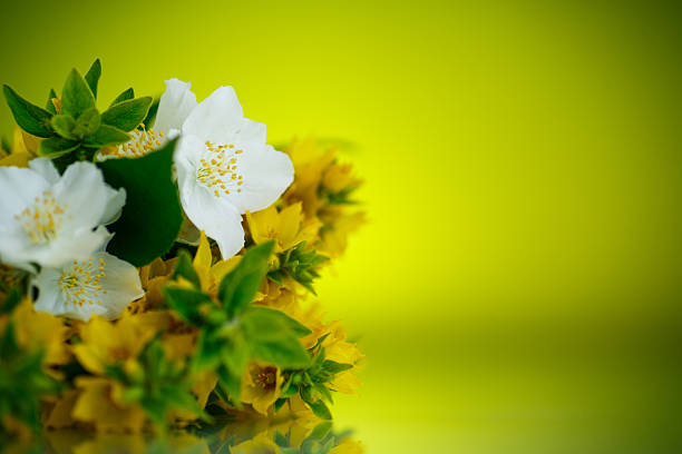 Wild flower,China,Asia.Spring.