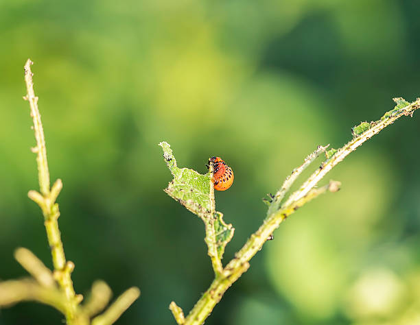 kartoffelbug caterpillar - crop farm nature man made stock-fotos und bilder