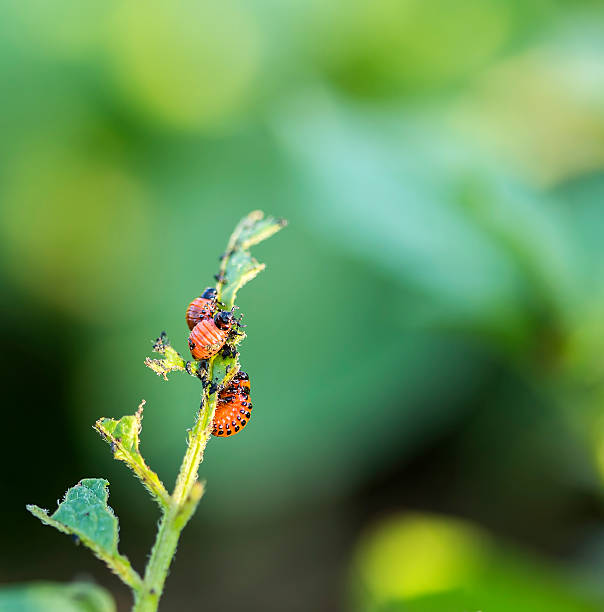 kartoffelbug raupen - crop farm nature man made stock-fotos und bilder