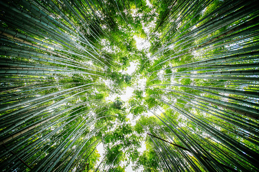 bamboo forest shot from below. Kyoto, Japan. extreme wide-angle.