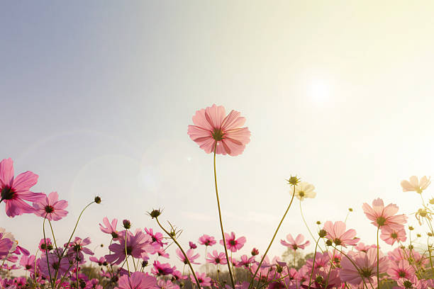 istock Cosmos flower (Cosmos Bipinnatus) with blurred background 546790558