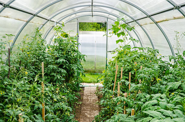 istock glasshouse indoor 546792296