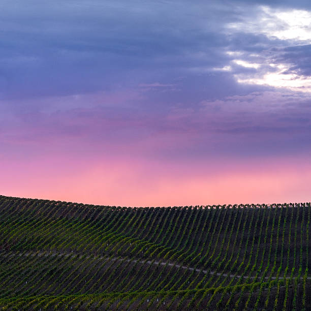 красочные облака над рядами напа калифорния виноградники на закате - vineyard napa valley agriculture sunset стоковые фото и изображения