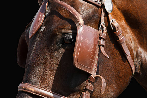 istock Horse head isolated on black. 546795646