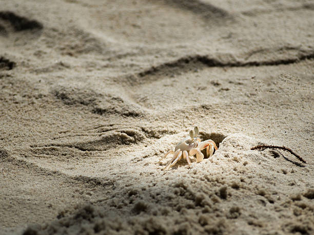 istock Local white crab on beach. 