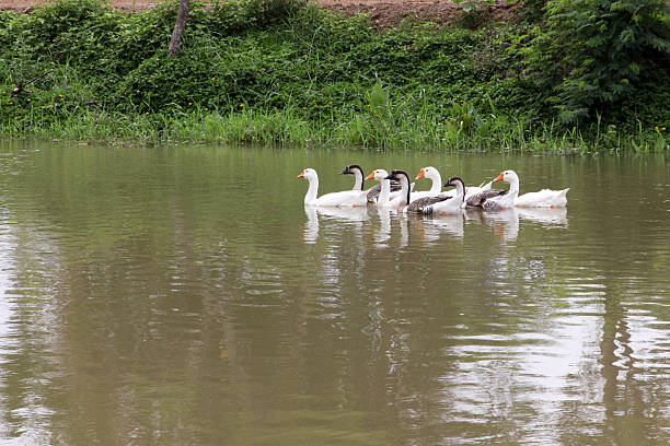 istock the flock of goose 546797398