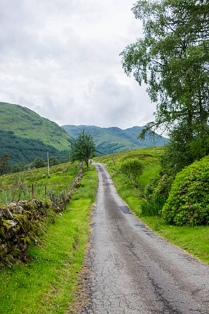 istock Scottish countryside lane with grazing sheep 546797974