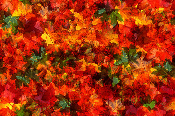 istock Seamless pattern of autumn leaves 546798254