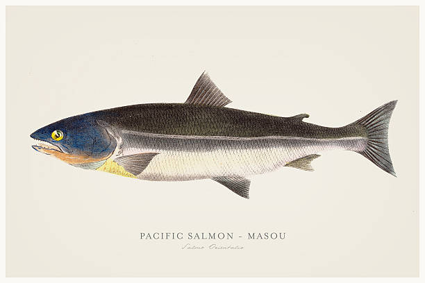 иллюстрация тихоокеанского лосося 1856 - pacific salmon stock illustrations