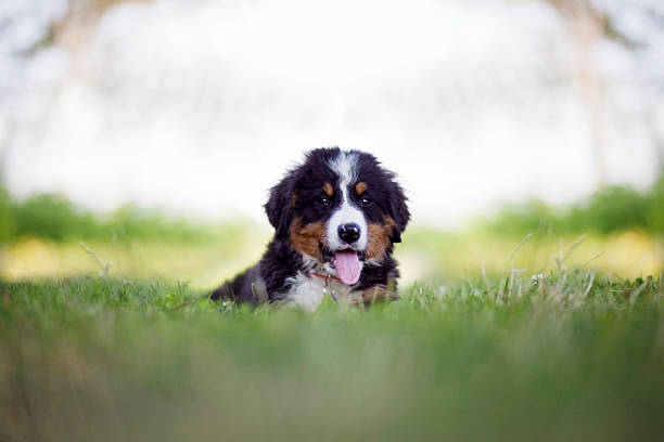 istock Bernese Mountain Dog Puppy 546800018
