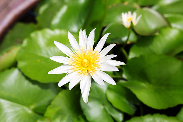 istock beautiful Blooming lotus flower 546800458