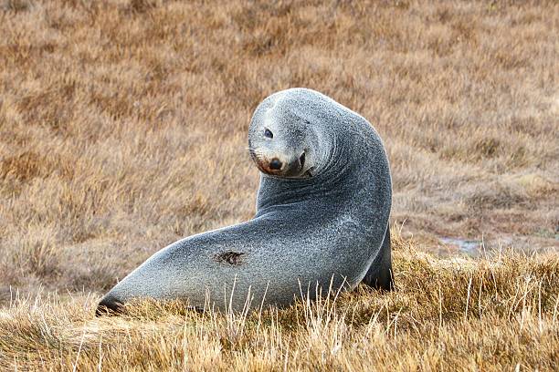 istock Wounded Female Fur Seal 546800494