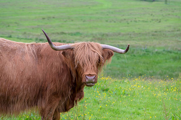 istock Highland cow sticking out its tongue 546800812