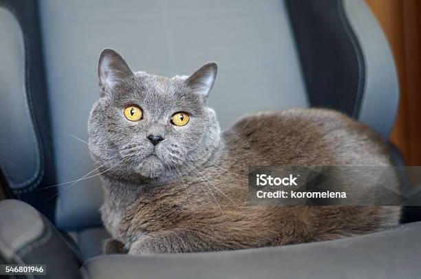 Kucing Ras Griffin Kucing Dari Ras Inggris Di Kursi Foto Stok - Unduh Gambar Sekarang ...