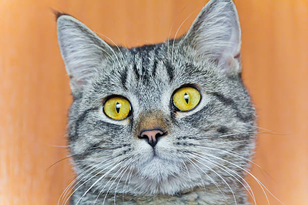 istock Cat portrait with yellow eyes 546802582