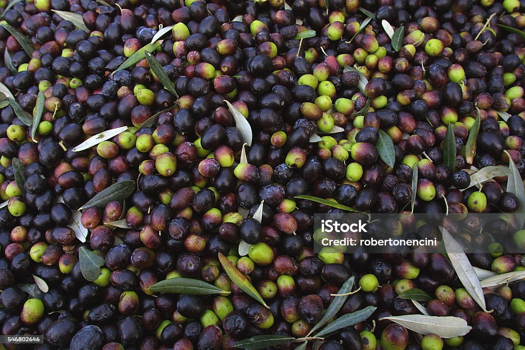 Bolgheri, Toscana, raccolta olive - Foto stock royalty-free di Agricoltura