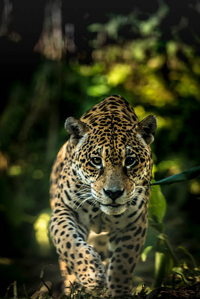 Jaguar Encounter with a Jaguar Panthera Onça. The jaguar (Panthera onca) is a big cat, a feline in the Panthera genus, and is the only extant Panthera species native to the Americas. jaguar cat photos stock pictures, royalty-free photos & images