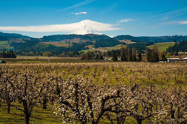 istock Blooming apple orchards in the Hood River Valley, Oregon 546804254