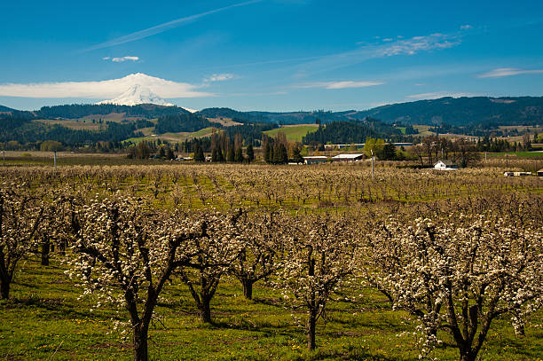istock Blooming apple orchards in the Hood River Valley, Oregon 546804264