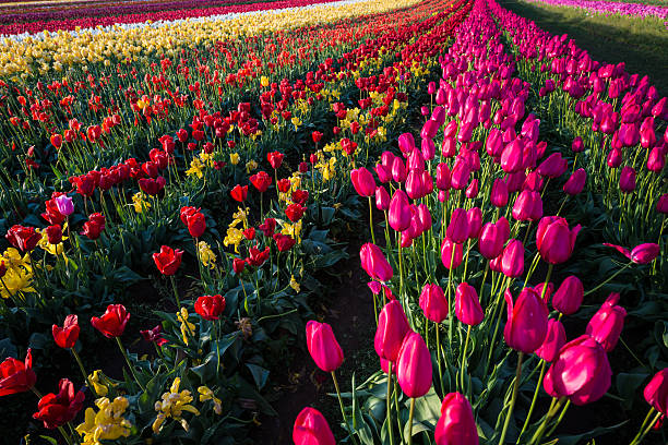 istock Rows of tulips at a flower farm 546804326