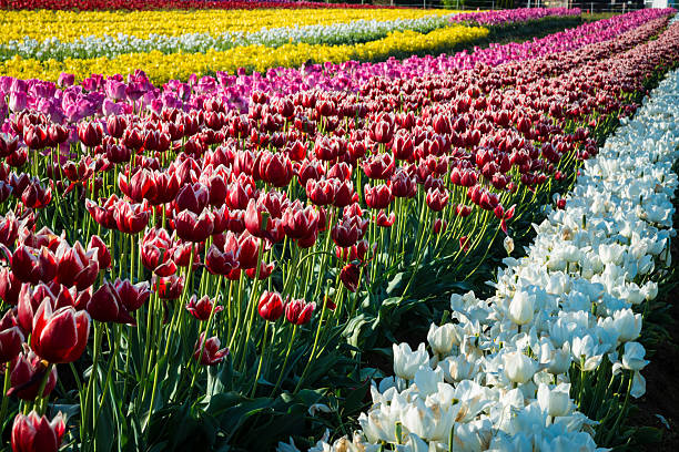 istock Rows of tulips at a flower farm 546804380