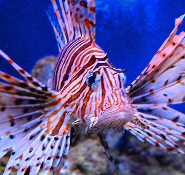 istock large tropical fish volitans lionfish close up colourful 546805334