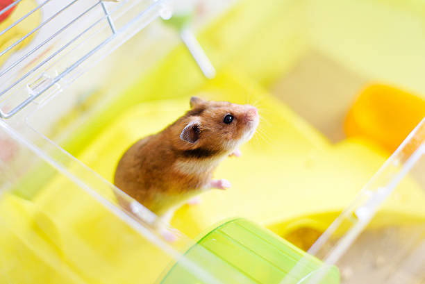 istock Funny syrian hamster gets out of its cage 546805494
