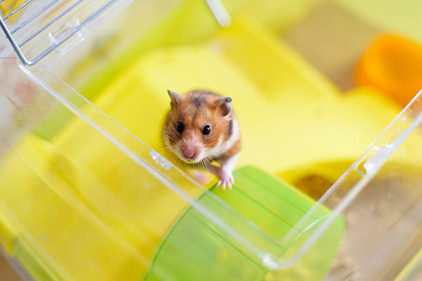 istock Funny syrian hamster gets out of its cage 546805584