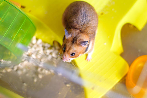 istock Funny syrian hamster gets out of its cage 546805708