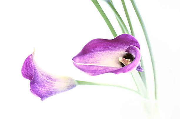 istock Lilac calla flower isolated on white background 546806626