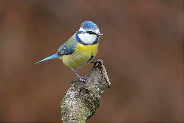 istock Eurasian blue tit (Cyanistes caeruleus) on a branch 546806934