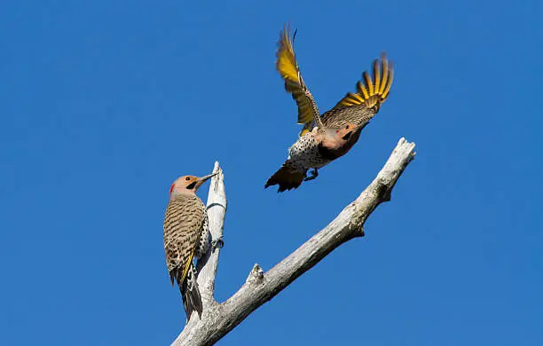 Photo of Northern flickers