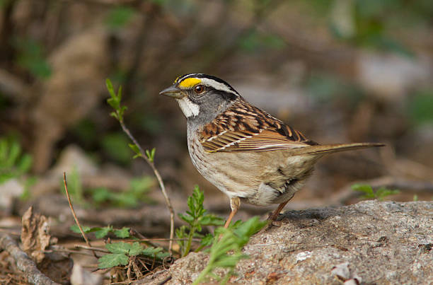 istock Male White-throated Sparrow 546807194