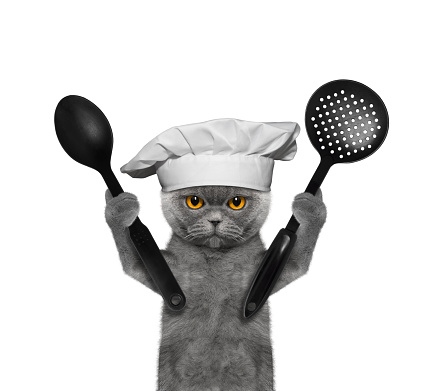 Cat chef is going to prepare meals -- isolated on white