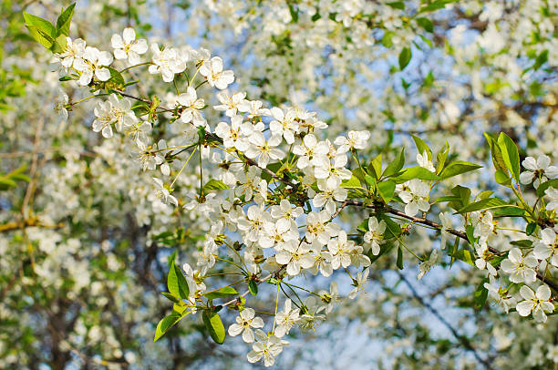 istock Bunches of white cherry blossoms. 546808356