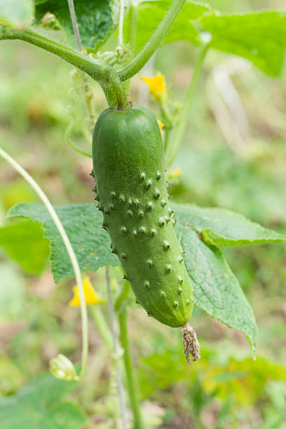 two cucumber. plant photo. stock photo