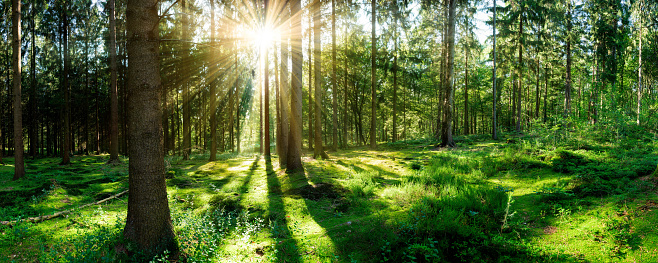 Beautiful forest panorama with bright sunshine