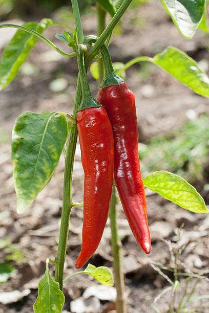 istock two  red chili pepper. plant. 546809226