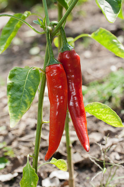two  red chili pepper. plant. stock photo